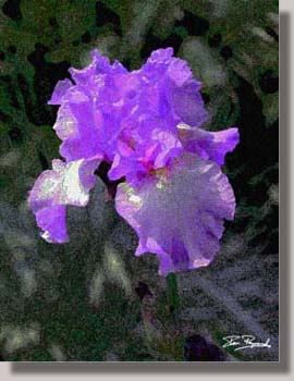 Iris