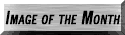 [Image of the Month]